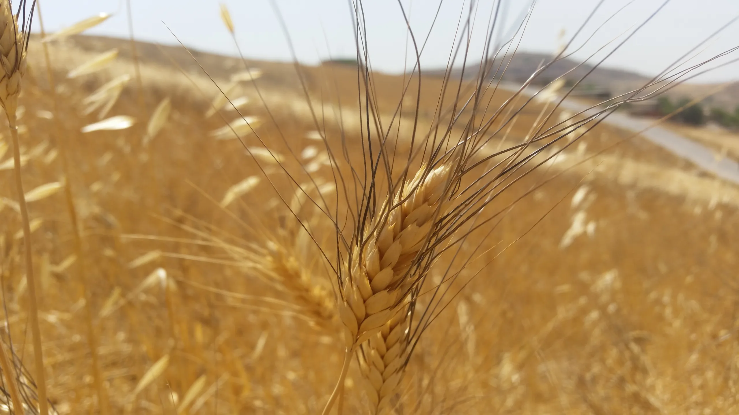 الجزائر تشتري القمح الطري