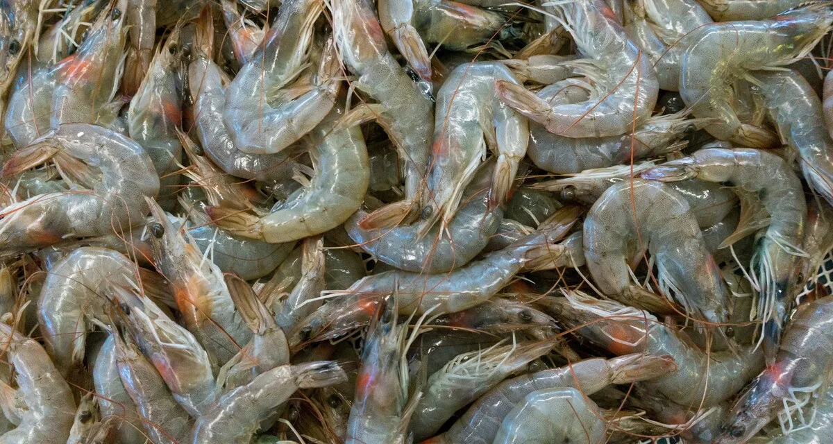 FDA تحذر من روبيان مشع في متاجر وول مارت الأمريكية