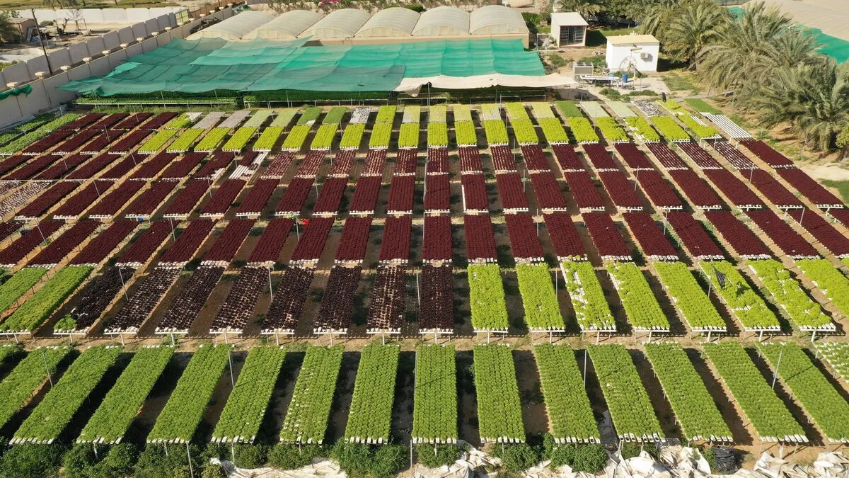 الإمارات تعلن عن أكبر مشروع وطني للزراعة المستدامة
