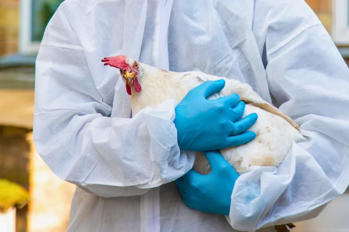 ألمانيا ترصد تفشي إنفلونزا الطيور H5N1 وسط مخاوف من انتشارها