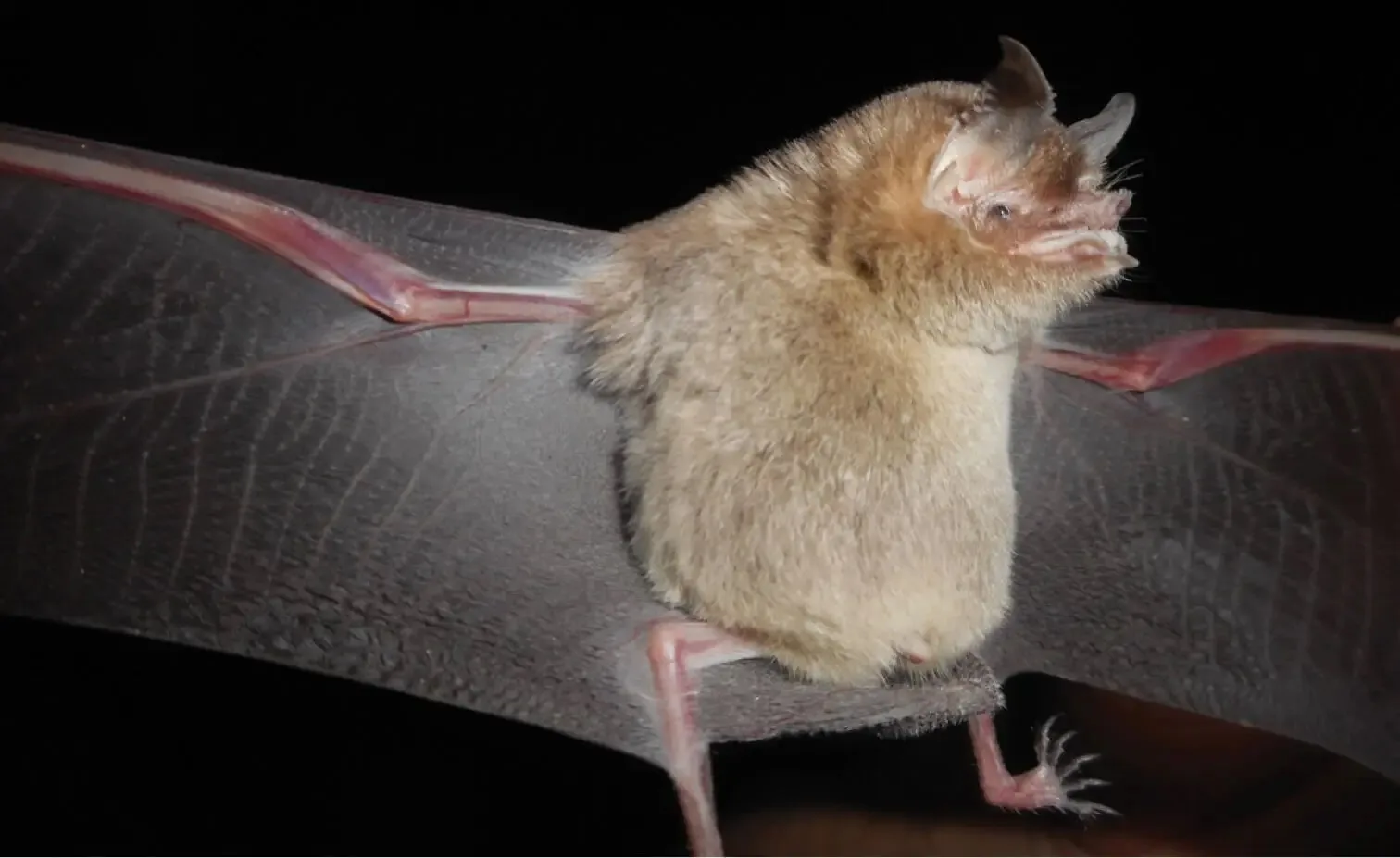 رصد فايروس جديد شبيه بكورونا في خفافيش البرازيل