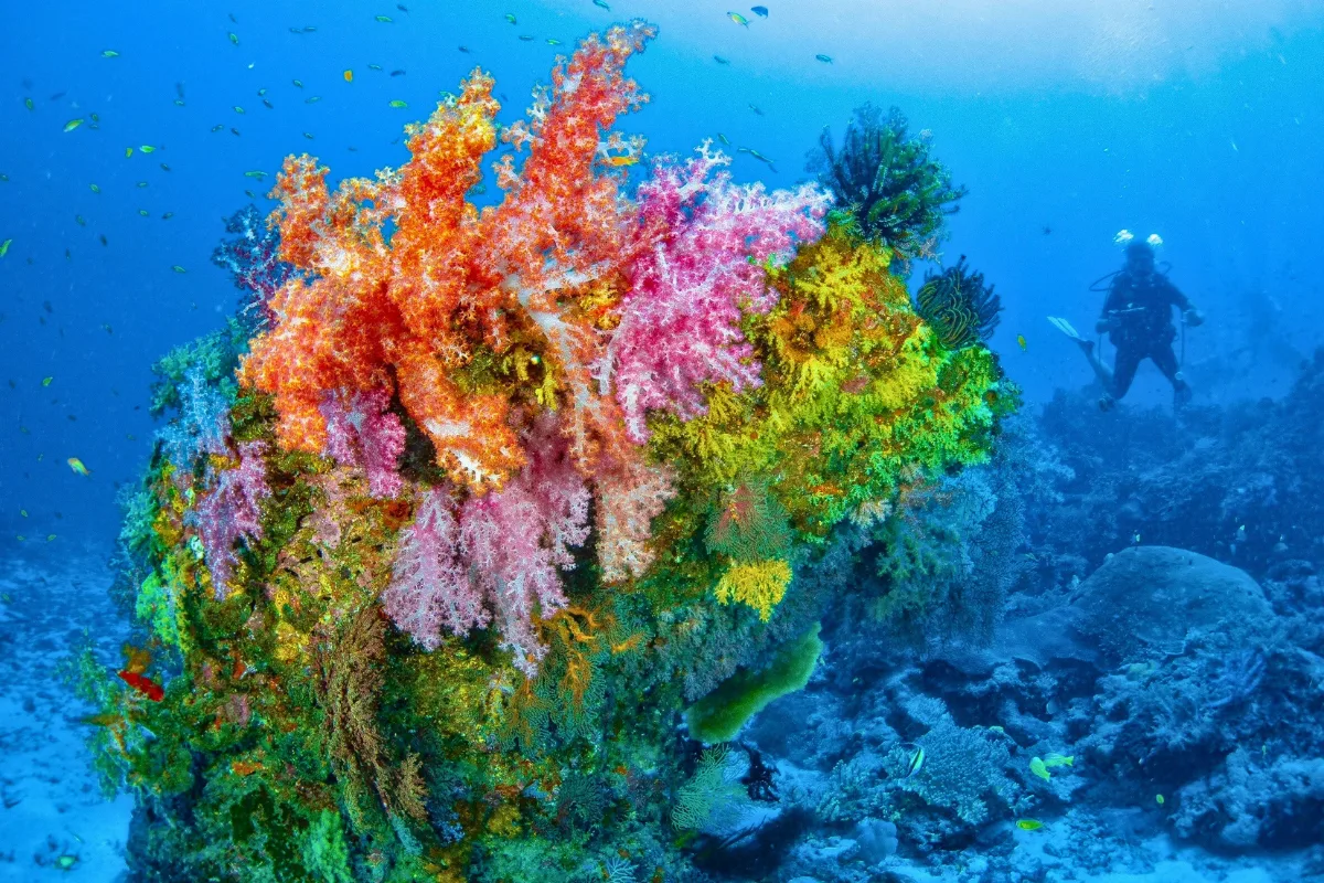 دراسة: الشعاب المرجانية عند "نقطة لا عودة" بسبب الاحترار العالمي