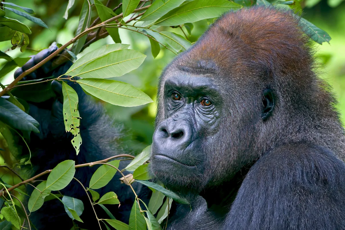 ارتفاع أعداد غوريلا الجبال بفضل جهود الحماية المستمرة