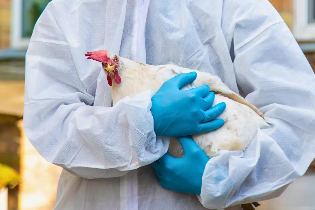علماء يطورون لقاحًا ضد جميع سلالات إنفلونزا الطيور