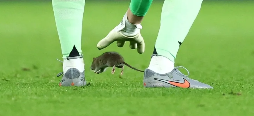 فأر يقتحم مباراة كرة قدم في التصفيات المؤهلة لكأس العالم
