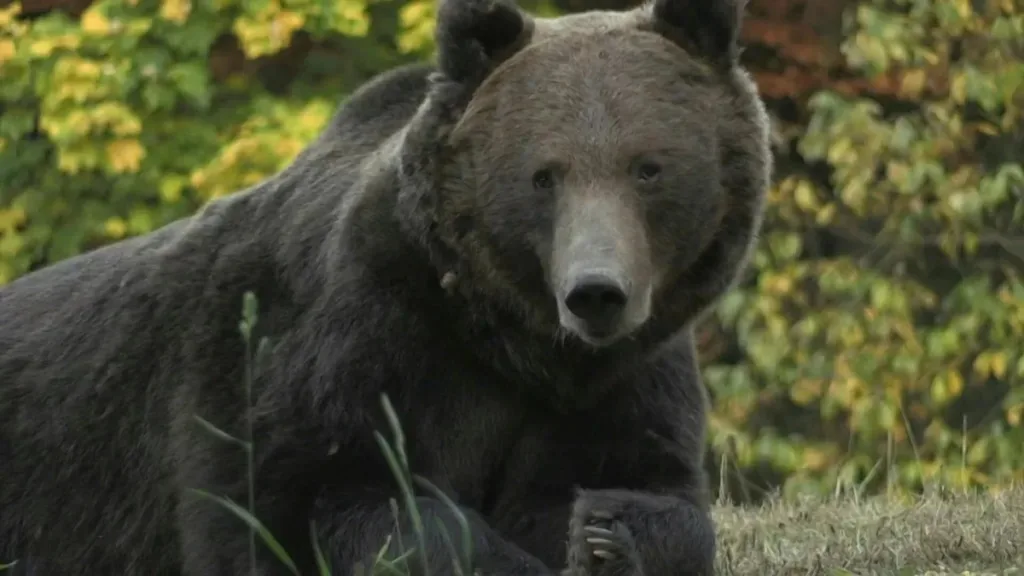 اليابان تنشر قوات لمواجهة هجمات الدببة