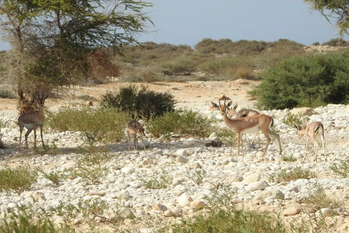 انتخاب عُمان عضواً في المجلس الدولي لليونسكو حتى نهاية 2029