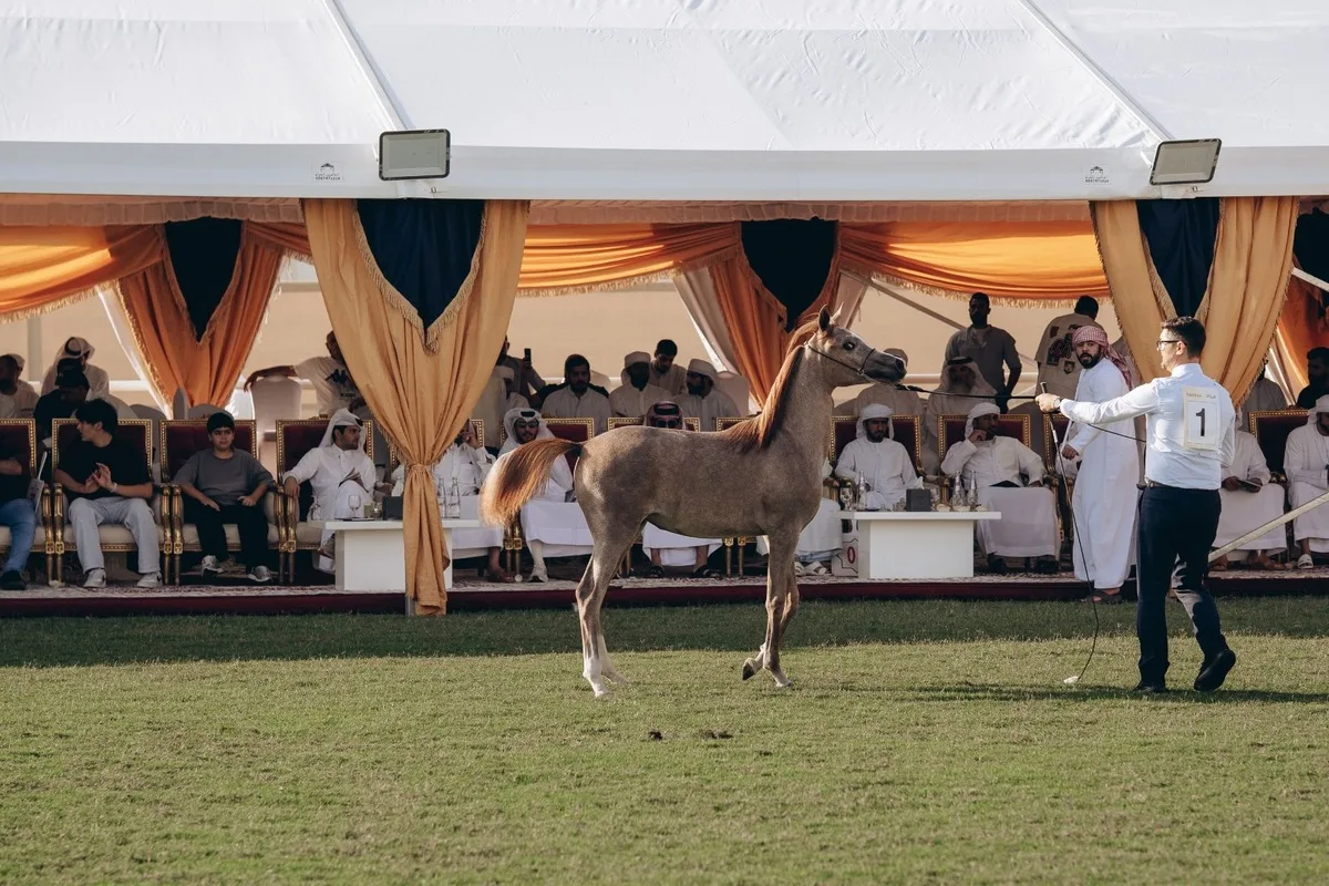 نجاح مزاد الخيول العربية في عجمان