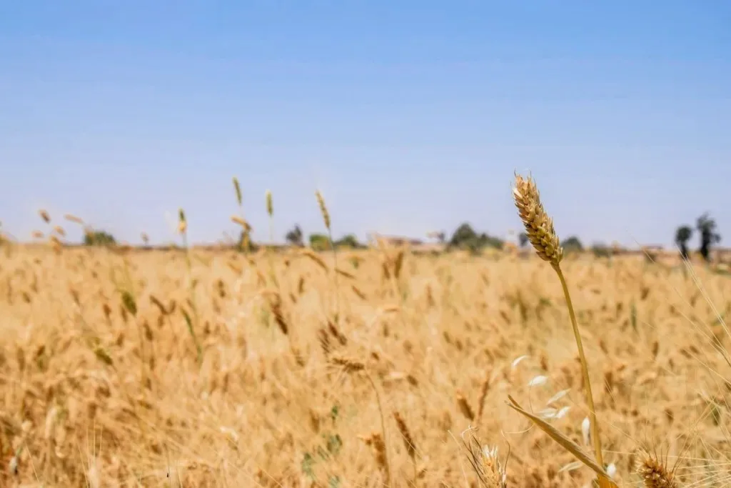 حقول القمح في مصر