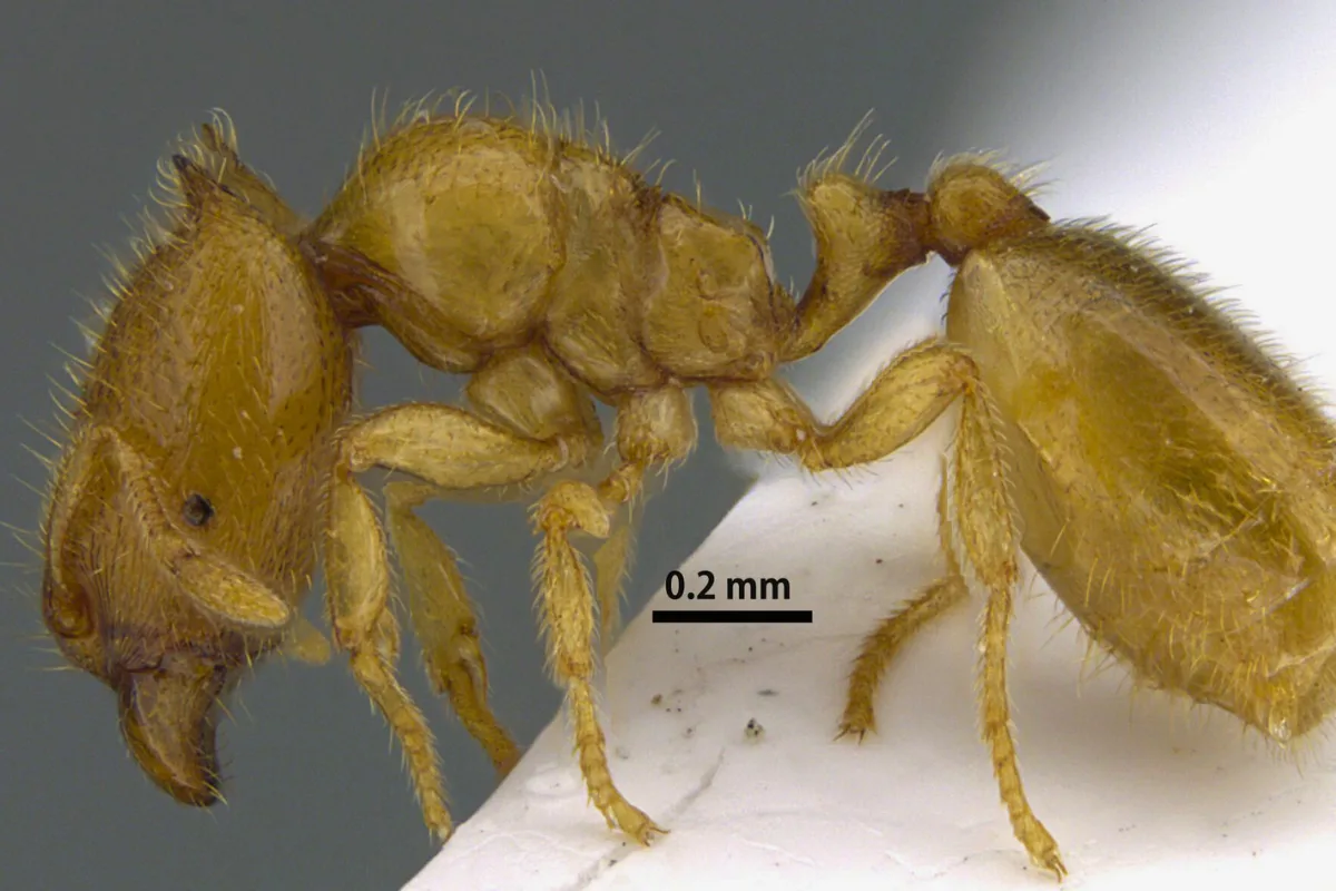 اكتشاف في الشارقة.. نوع جديد ونادر من النمل