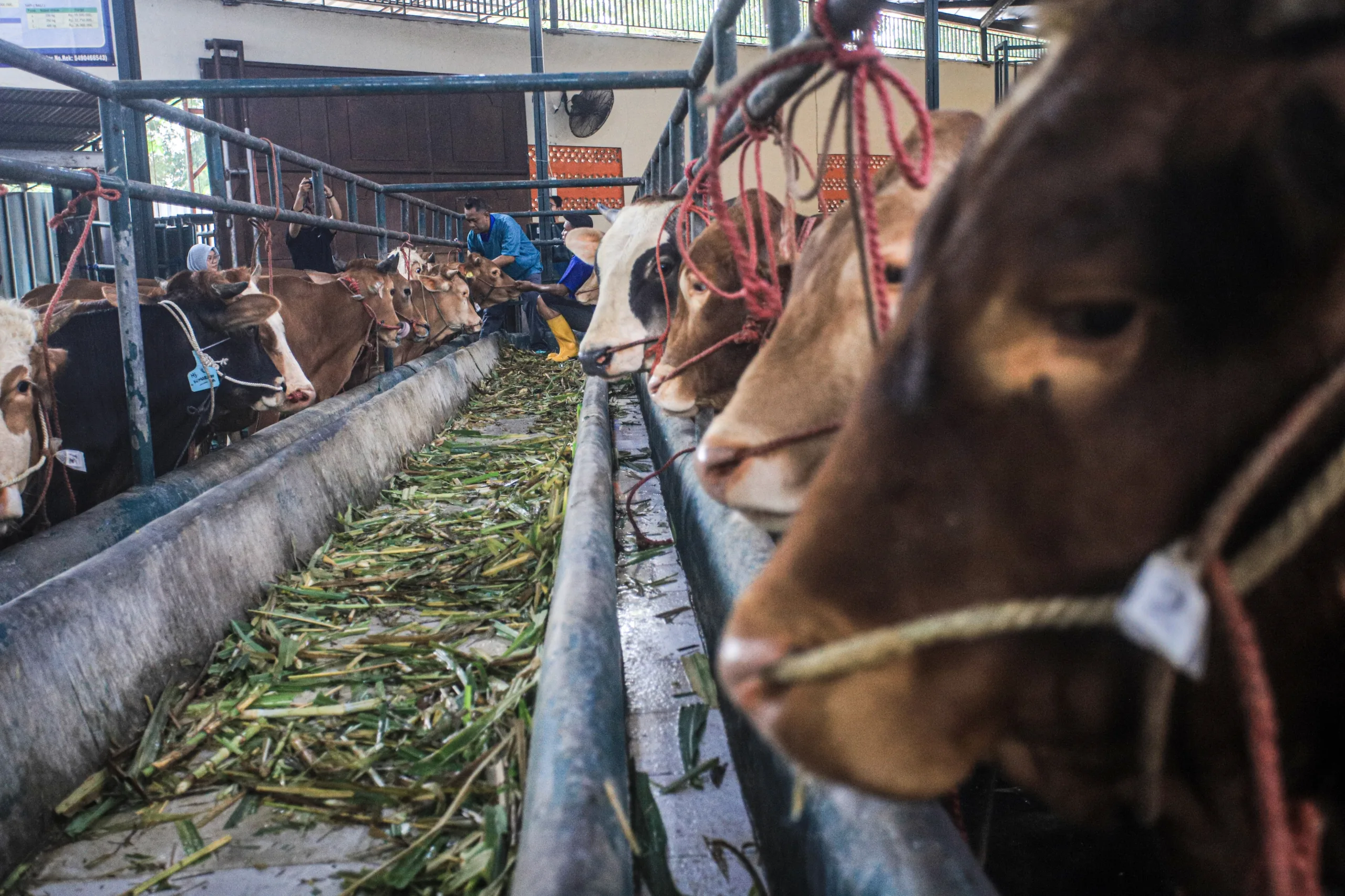 الحمى القلاعية تهدد الثروة الحيوانية في سوريا