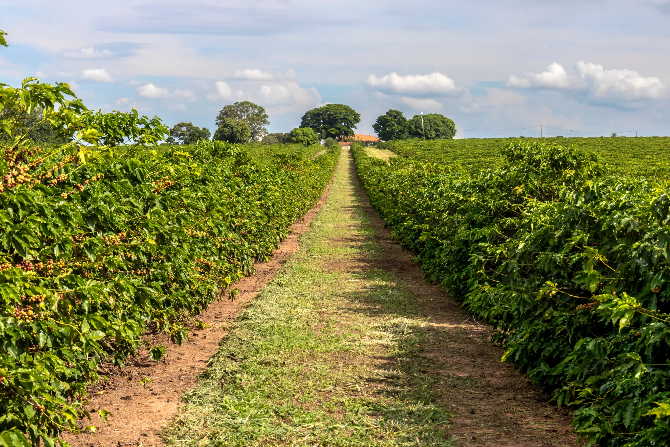 التغير المناخي يهدد محاصيل العنب والبن والكاكاو