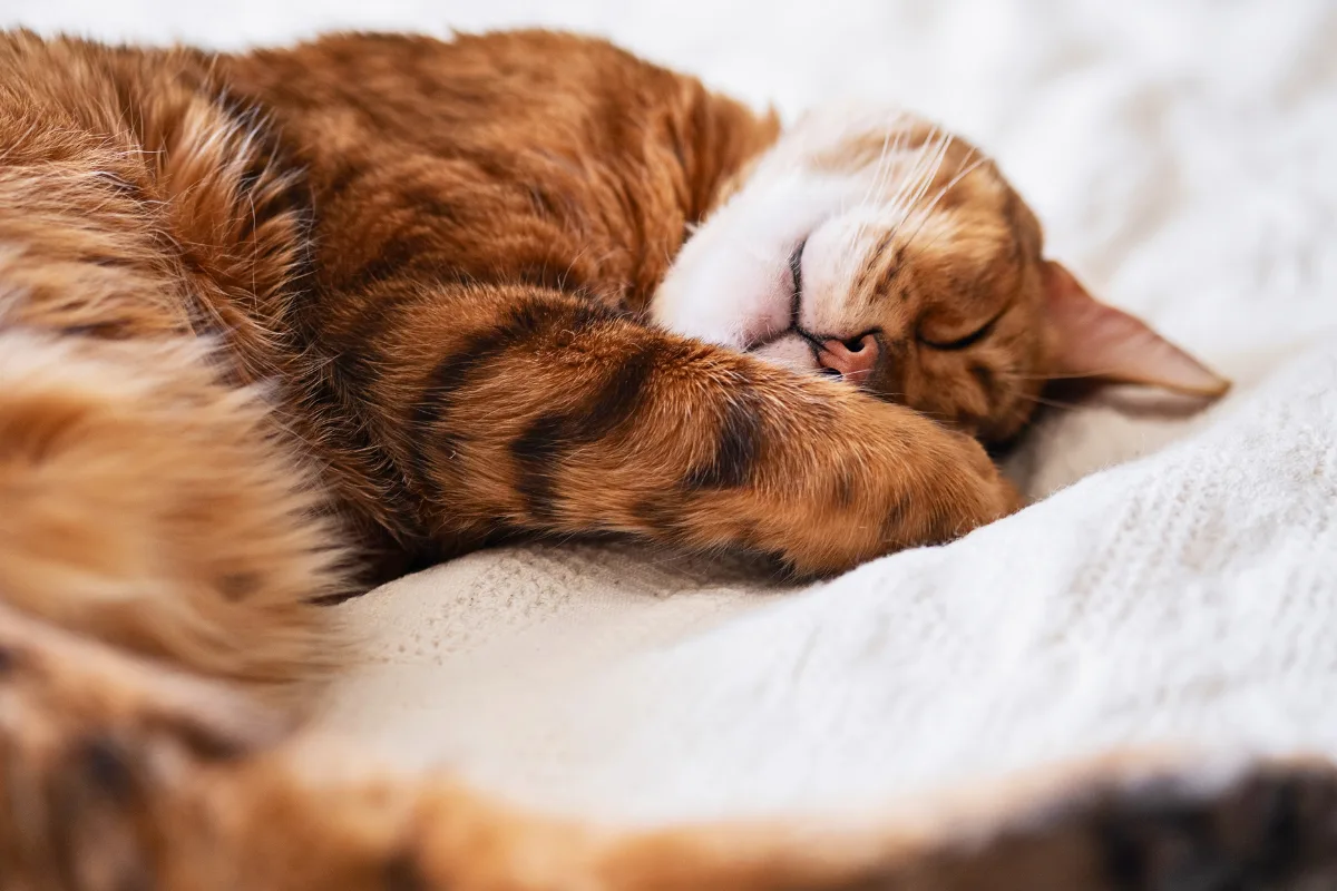 بعد الطلاق.. رجل يُجبر على دفع نفقة رعاية القط بقيمة 240 دولاراً كل ثلاثة أشهر