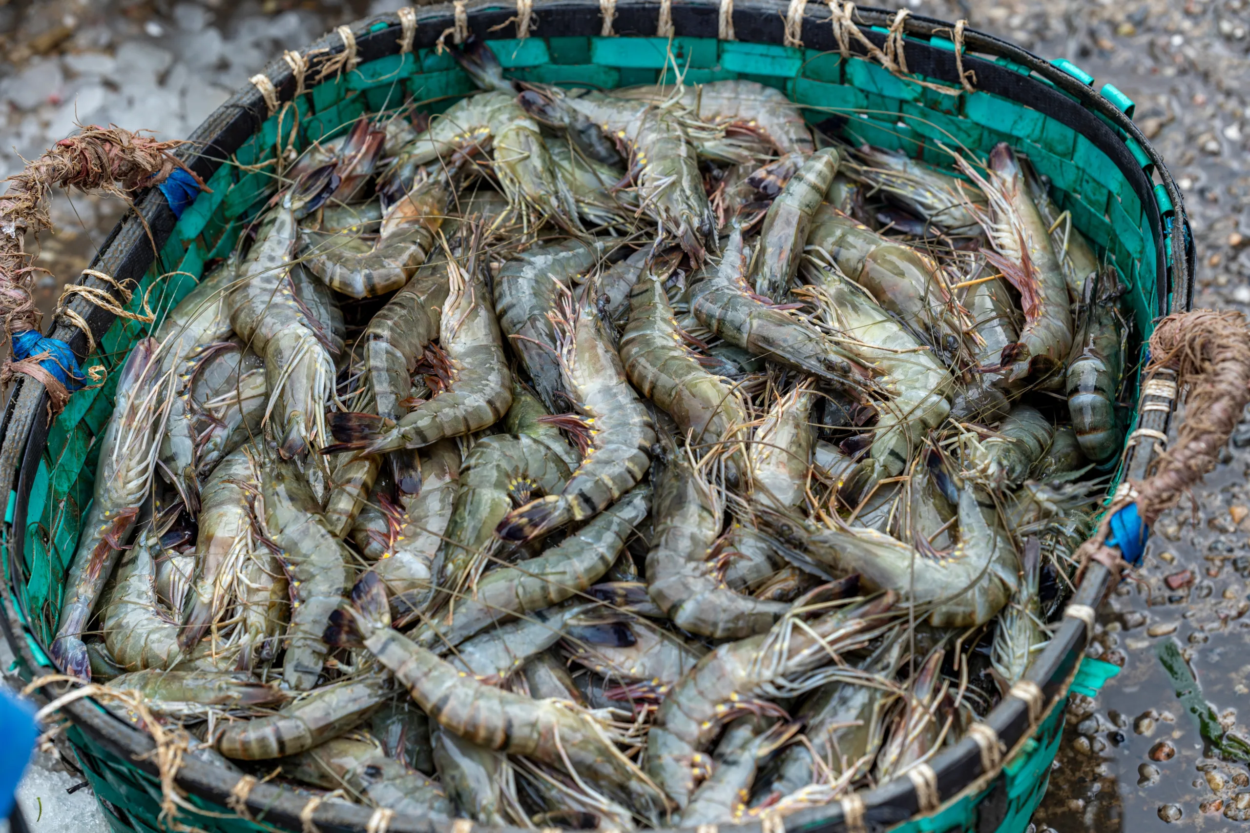 الروبيان الملوث بالسيزيوم