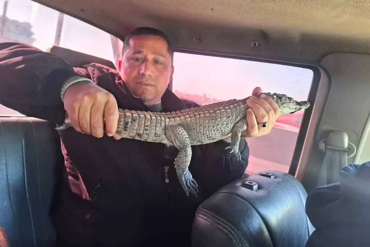 صيد تمساح قرية الزوامل في مصر