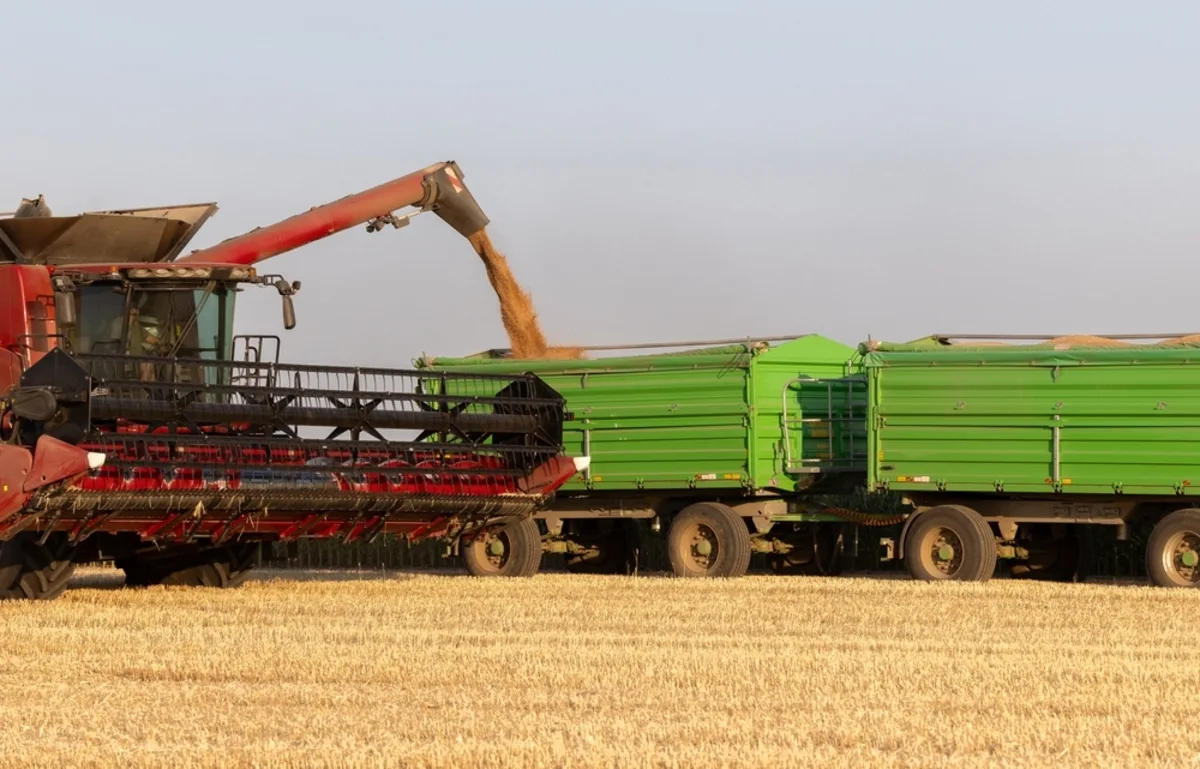 الجزائر تشتري 810 إلى 900 ألف طن من قمح الطحين بمناقصة