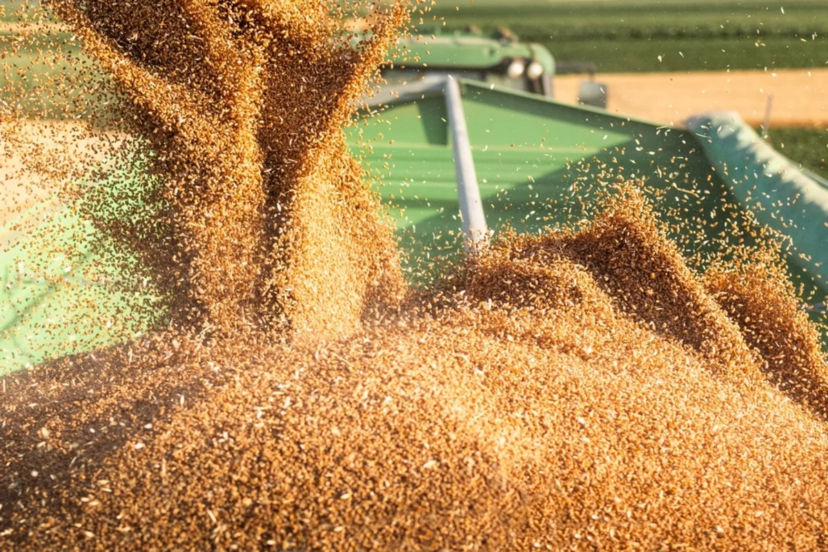 طرح مناقصة في الجزائر لشراء 50 ألف طن من قمح الطحين اللين