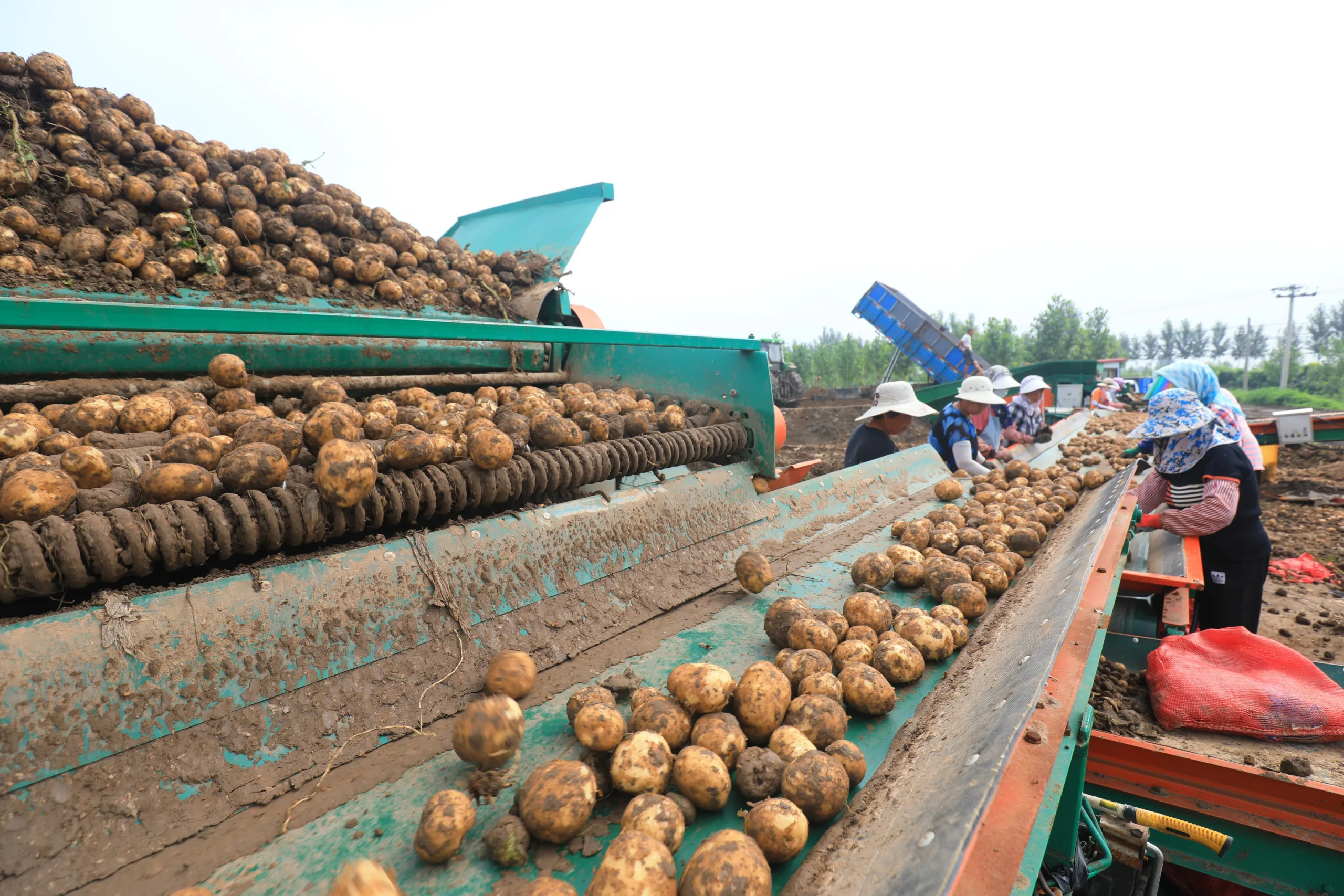 صادرات مصر الزراعية ترتفع بأكثر من 9% في 2025