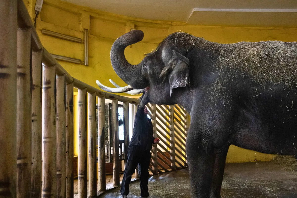 حديقة حيوان كييف يحمي الحيوانات وسط الحرب وانقطاع الكهرباء