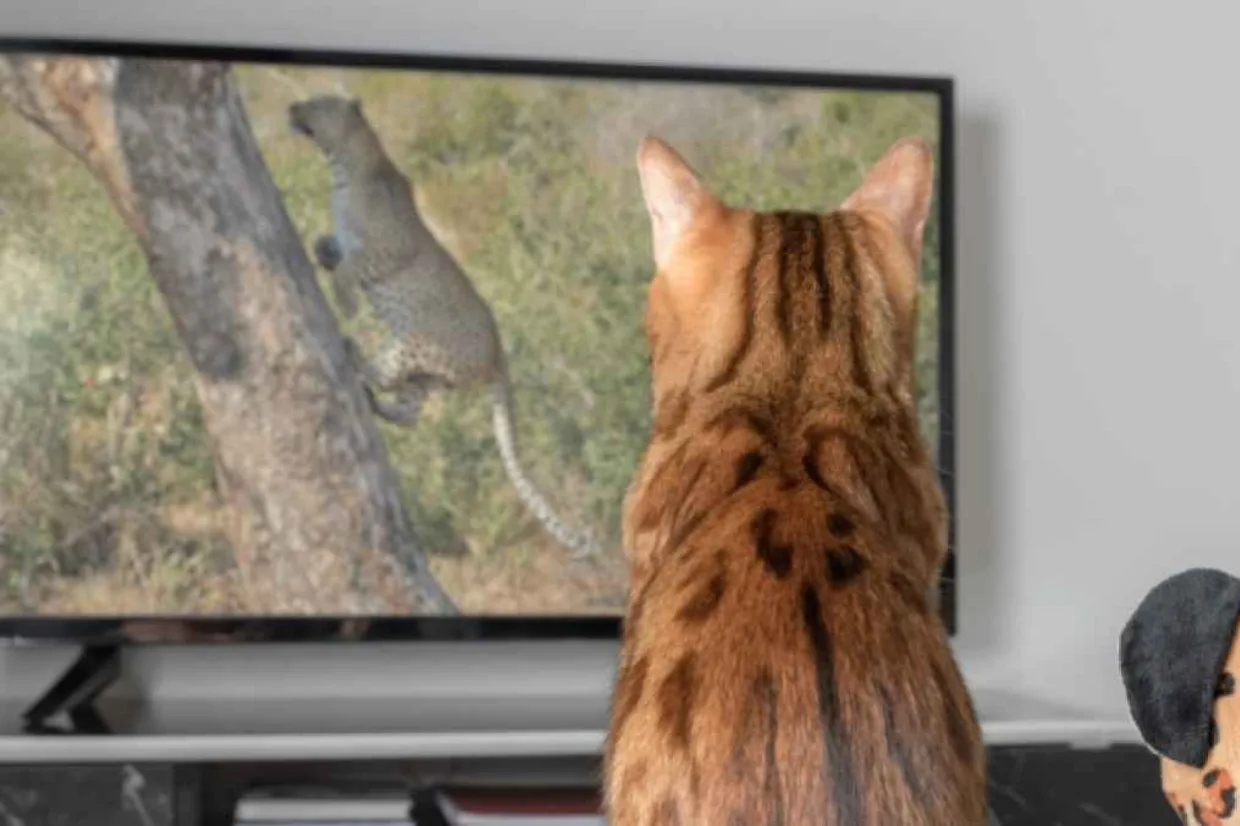 الصين تطلق أول قناة بث مخصصة للحيوانات الأليفة